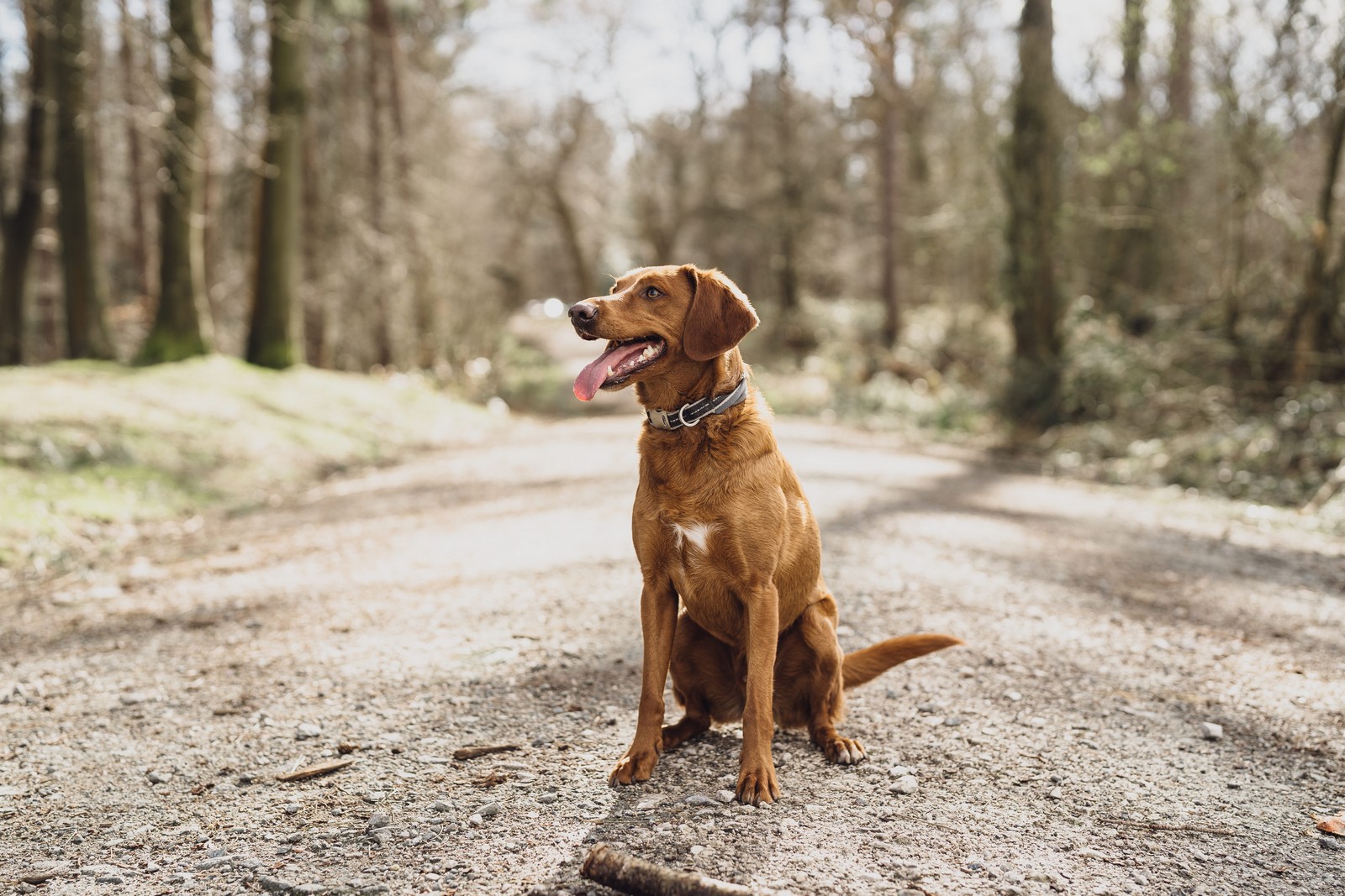 Delamere Forest