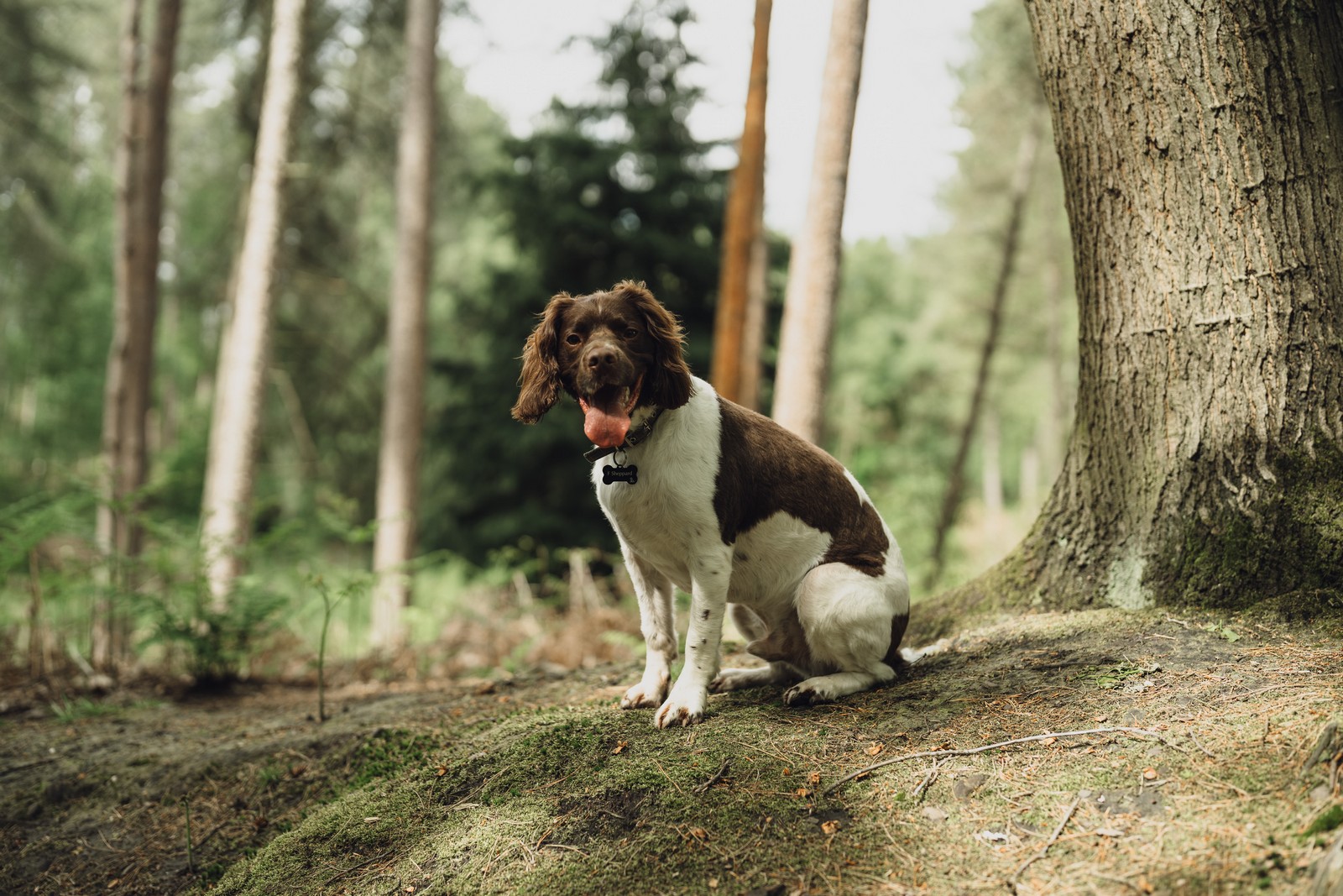 Maternity Shoot in Cheshire // Emily & Charlie