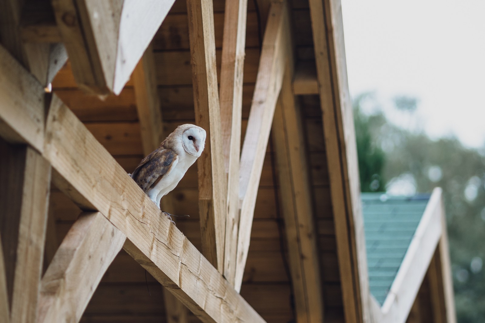 Cheshire Woodland Wedding // Annabelle & Matt